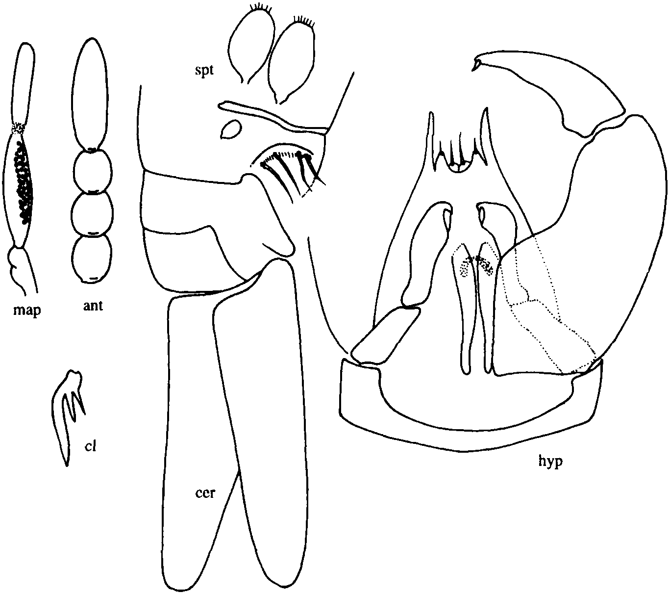 37.明背細(xì)蠓